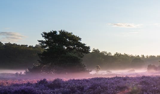 geen foto beschikbaar